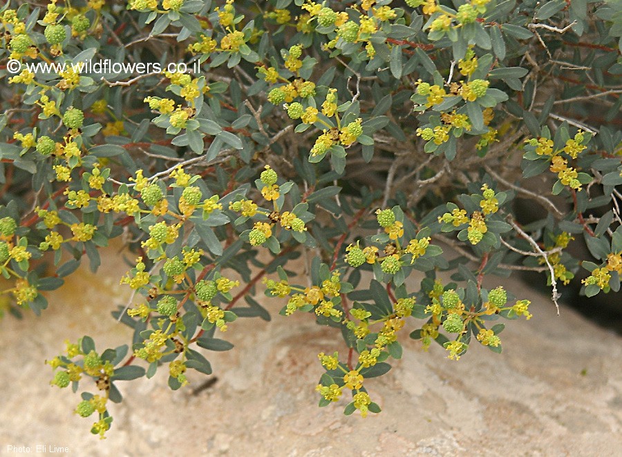 Euphorbia ramonensis